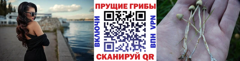 даркнет формула  Тбилисская  Галлюциногенные грибы мицелий  гидра онион 